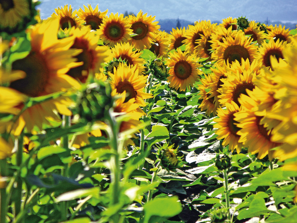 Con manejo, el girasol aceita mejor - Revista Chacra