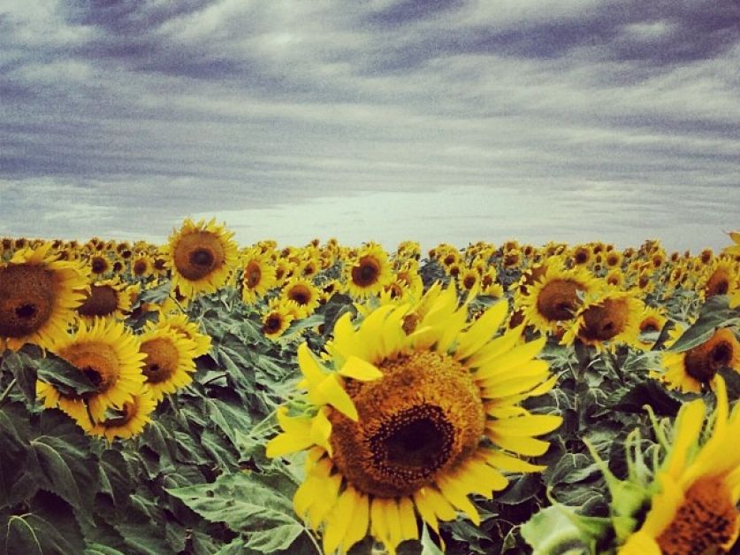 Estiman rendimiento de  kilos por hectárea de girasol en Buenos Aires  y La Pampa - Revista Chacra