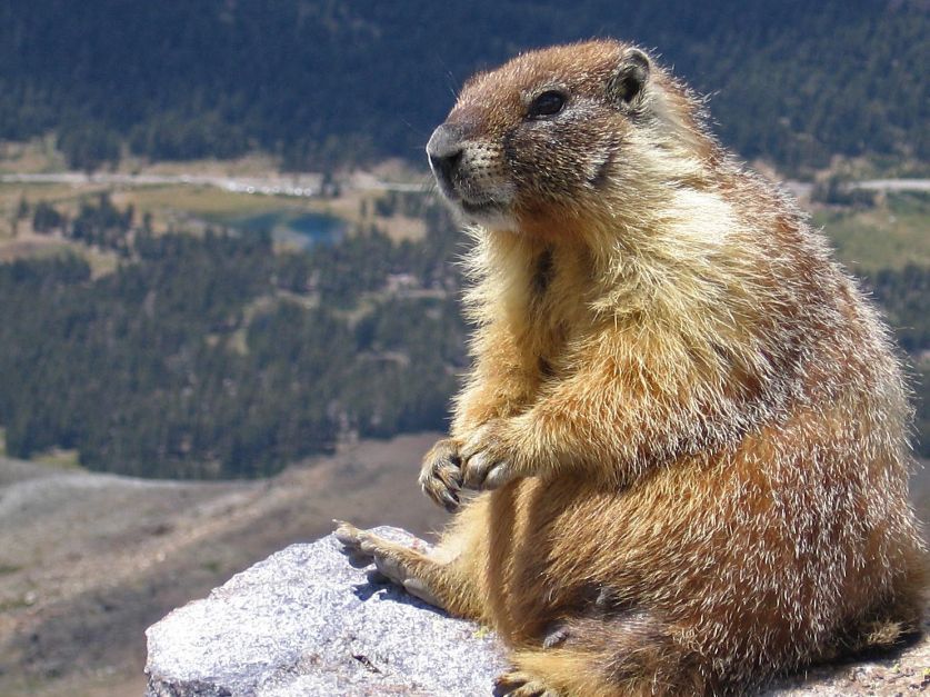 ¿Una marmota predice el clima? Revista Chacra