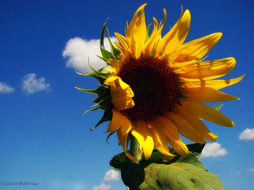 La alimentación saludable impulsa el mercado del girasol con alto contenido  de oleico - Revista Chacra