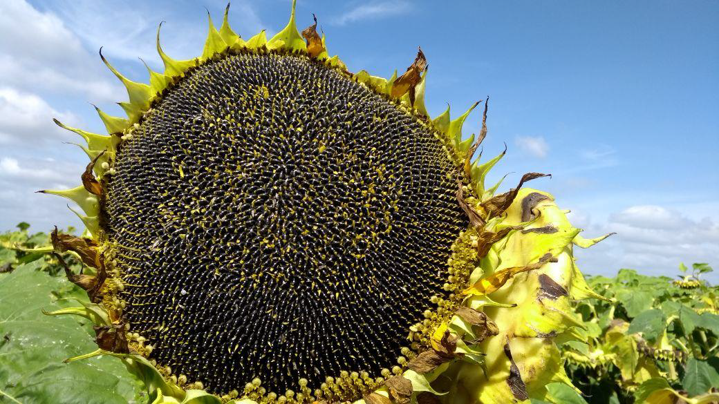 Incertidumbre productiva y caída de precios de girasol para la campaña  2022/23 - Revista Chacra