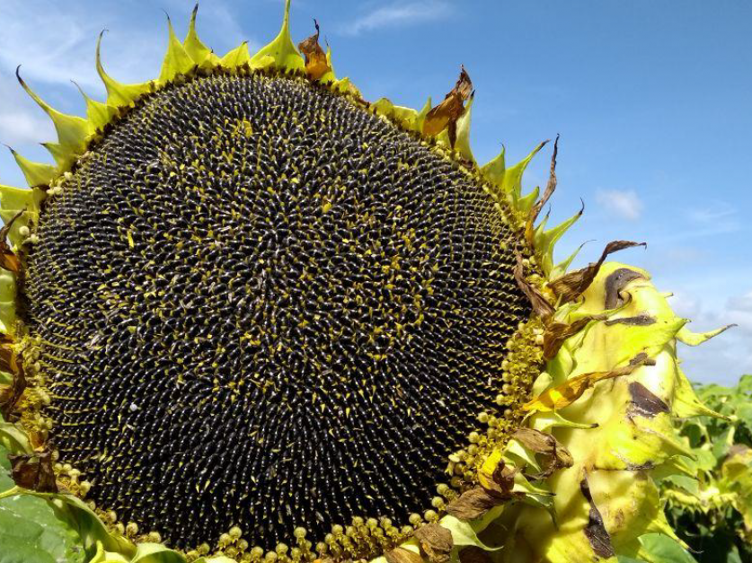 El clima condiciona al girasol - Revista Chacra