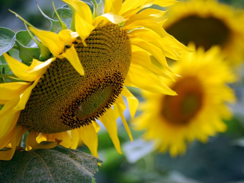 Girasol: cae el área proyectada en el NEA por falta de humedad - Revista  Chacra