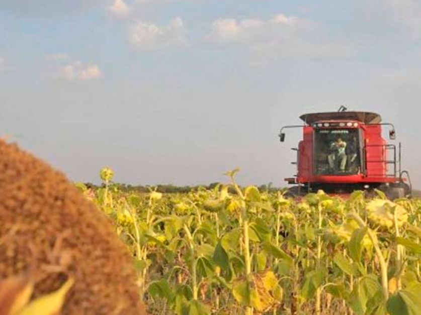 Progresa la cosecha de girasol en el norte del país - Revista Chacra