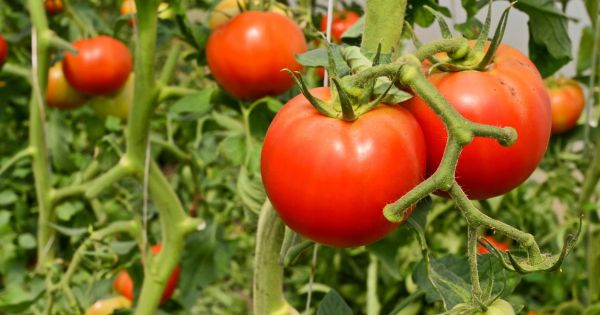 Aumentó la producción de tomate en San Juan - Revista Chacra