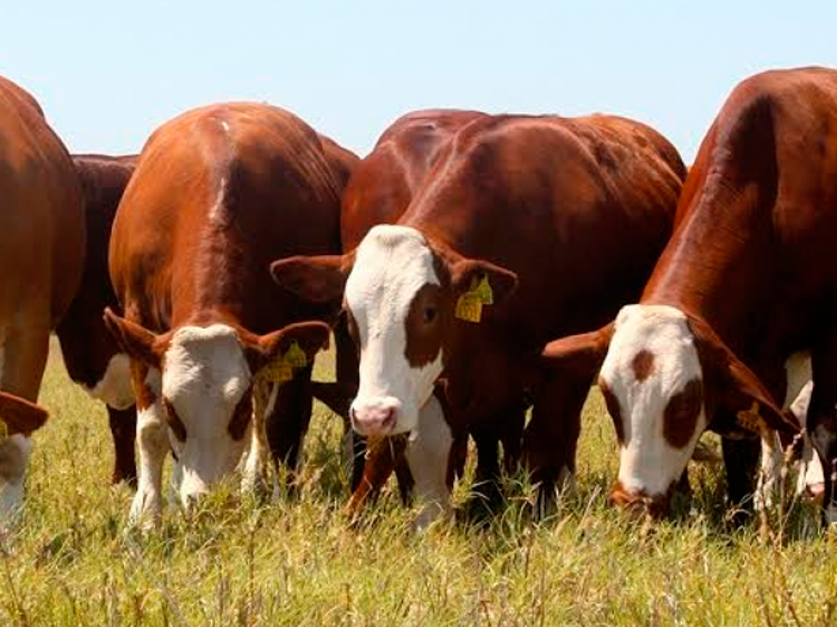 Exportación de ganado en pie más conexión al mundo Revista Chacra