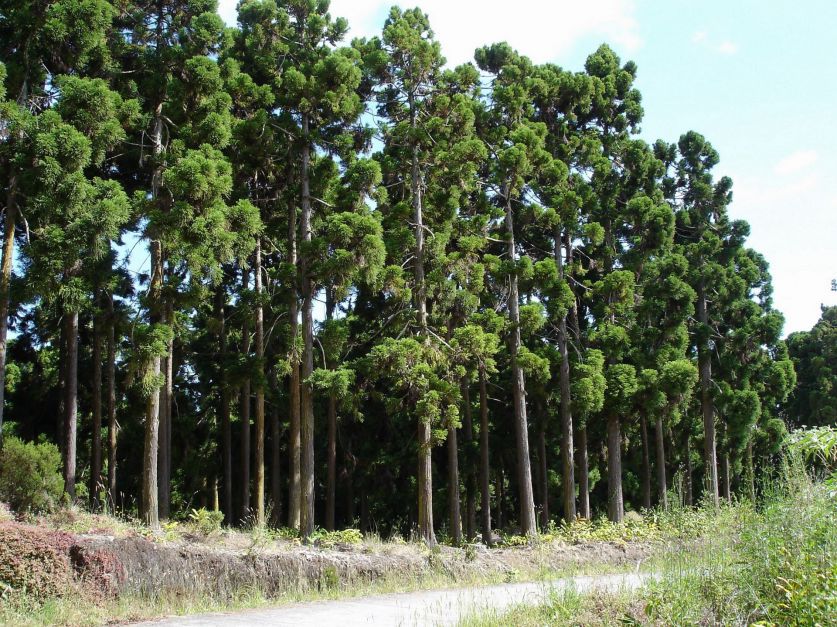 Chaco apuesta fuerte a la industria forestal Revista Chacra