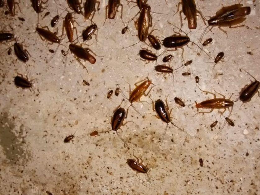 Plagas Urbanas Conociendo A La Cucaracha Alemana Revista Chacra