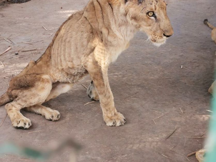 Leones en Sudán están muriendo de hambre - Revista Chacra