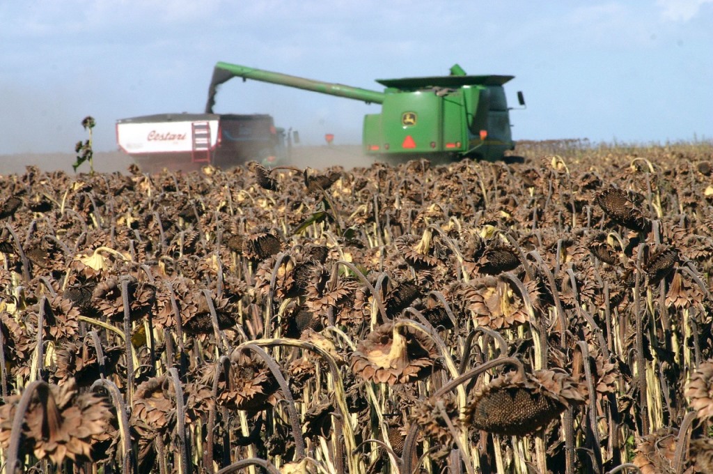 Girasol : cerró la cosecha de girasol con una producción de 3,9 millones de  toneladas - Revista Chacra