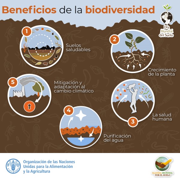 Mantengamos Vivo El Suelo Protejamos Su Biodiversidad Revista Chacra 2689