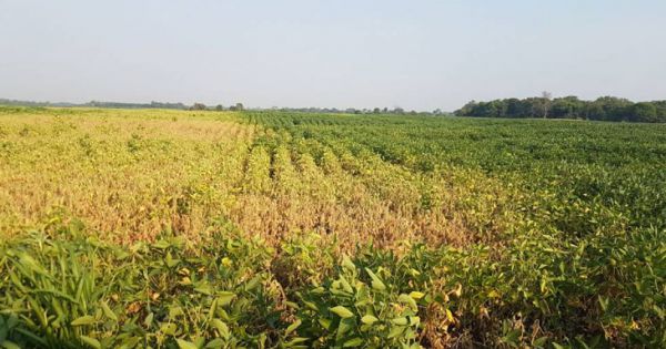 Recomiendan Declarar En Emergencia Agropecuaria Por Sequía A 13