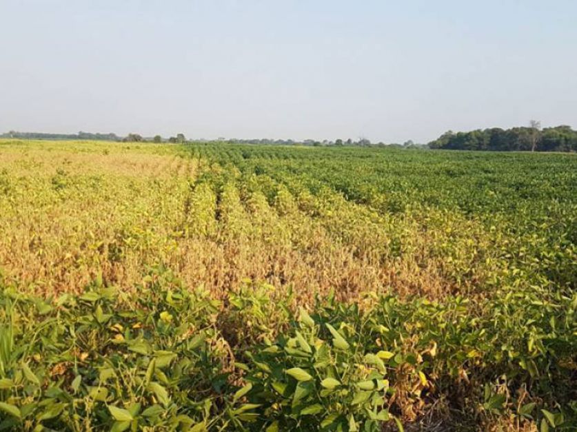 La seca jaquea a la agricultura y la ganader a en el Chaco