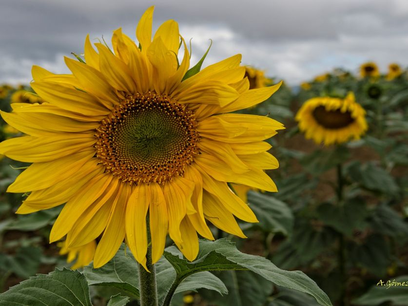 Todo indica que el girasol tiene aguante - Revista Chacra