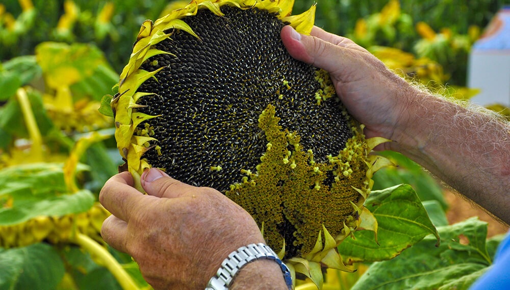 Girasol: se inicia la cosecha en los núcleos de la oleaginosa de sudeste y  sudoeste de Buenos Aires y sur de la Pampa - Revista Chacra