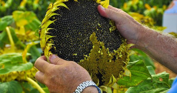 Girasol: se inicia la cosecha en los núcleos de la oleaginosa de sudeste y  sudoeste de Buenos Aires y sur de la Pampa - Revista Chacra