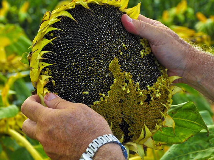 En algunas zonas se acelera la cosecha de girasol - Revista Chacra