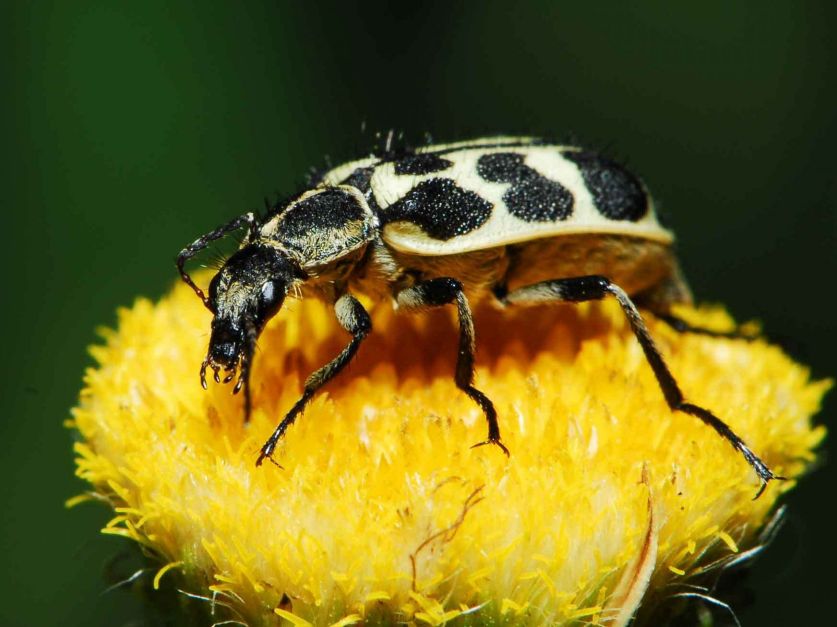 7 de oro Un insecto que podr a ser letal para los bovinos