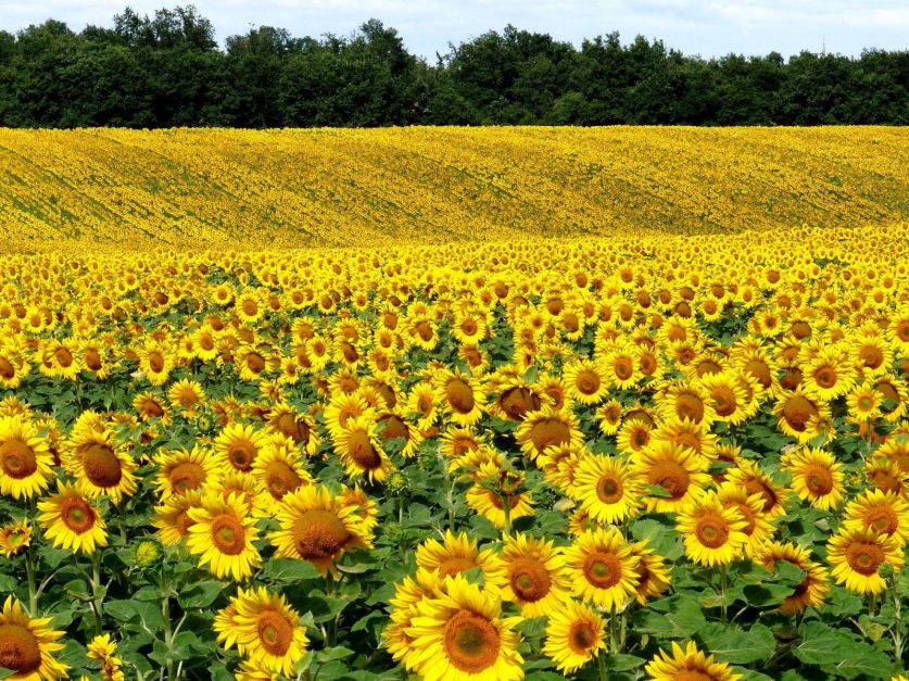 Argentina produciría 3,3 millones de toneladas de girasol - Revista Chacra