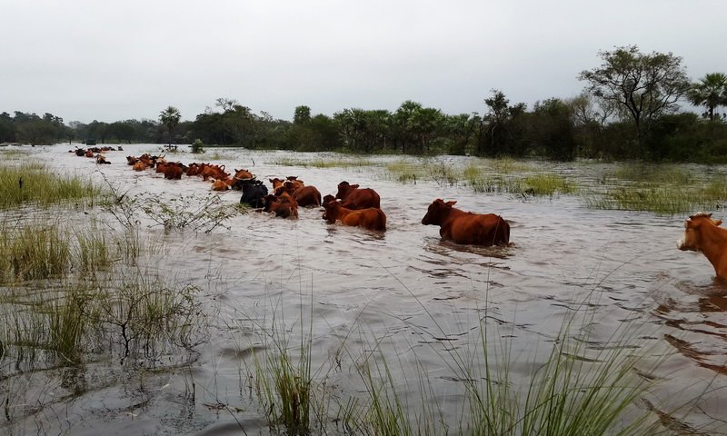 Inundaci n puntos claves para reducir las p rdidas Revista Chacra